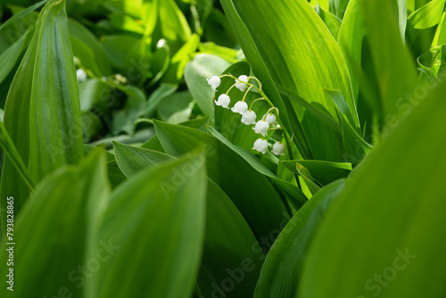 Lily of the valley blooming in the spring forest.Convallaria majalis. Side view.