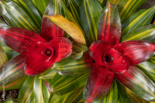 Green and red leaves background of blushing bromeliad. Flower-like red rosette