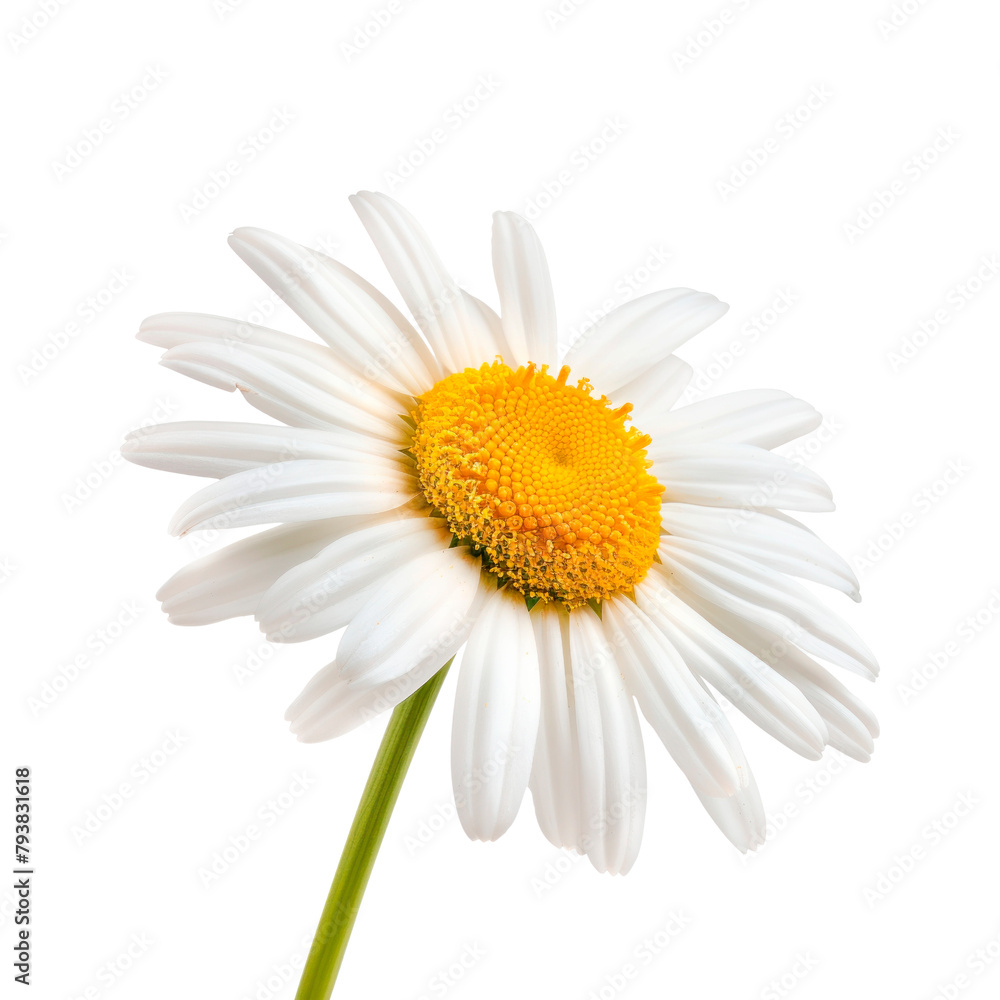 Fototapeta premium Daisy flower. Isolated on transparent background.