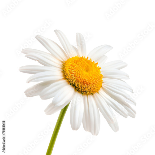 Daisy flower. Isolated on transparent background.