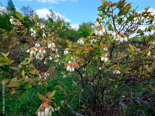 Kwitnąca Borówka amerykańska w ekologicznej uprawie. Obecność porostów na gałązkach borówki świadczy o nieskarzonej glebie i czydtm powietrzu. Porosty nie tolerują środków ochrony roślin, ich obecnośc