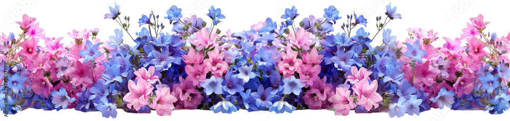 Campanula. Cut out blue and pink flowers. Flower bed isolated on white background. Bush for garden design or landscaping