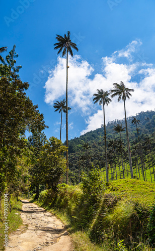 Cocora Valley  Colombia