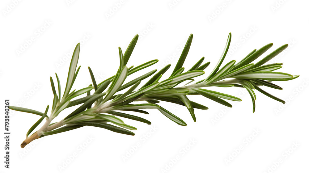 Fototapeta premium Fresh Rosemary Sprig, Transparent Background 