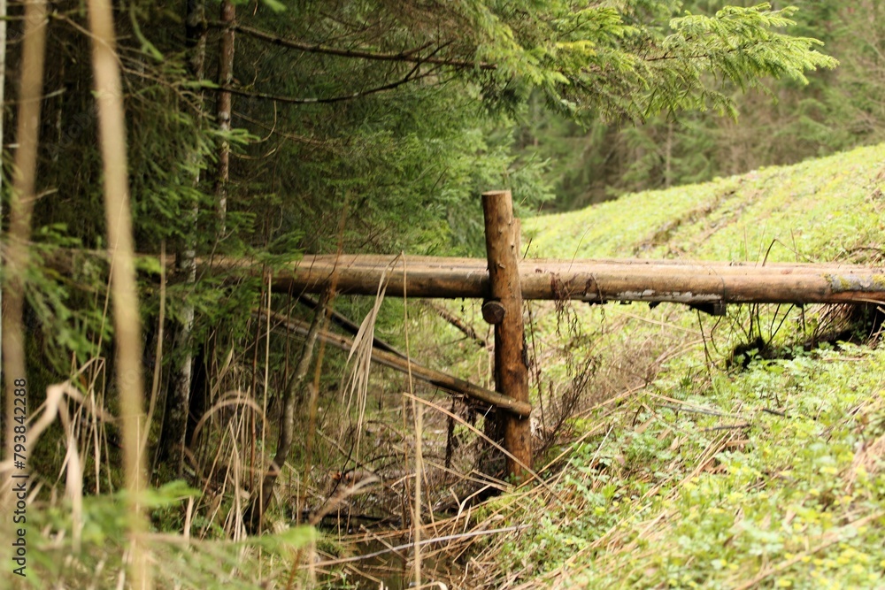 Fototapeta premium a bridge built of wooden logs over the ditch between the spruce forest and the road