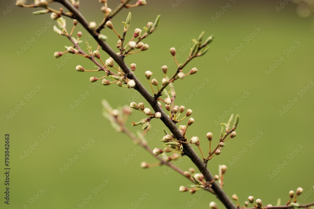 beautiful pink plum buds close up on green blurred background beautiful pink plum buds close up on green blurred background