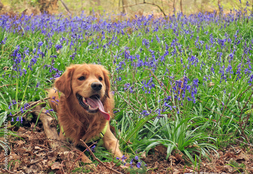 Gorgeous Golden Retriever dog with tongue lolling out laying amongst a field of bluebells