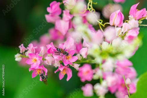 Two honey bees taking nectar Antigonon leptopus flowers with lush foliage background. Honeybee is winged insect and important pollinator for flowers.