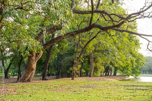 Nature of big trees at large urban public forest of Wachirabenchathat Park. It is also popularly called as Suan Rot Fai and is located in Chatuchak district, Bangkok, Thailand.