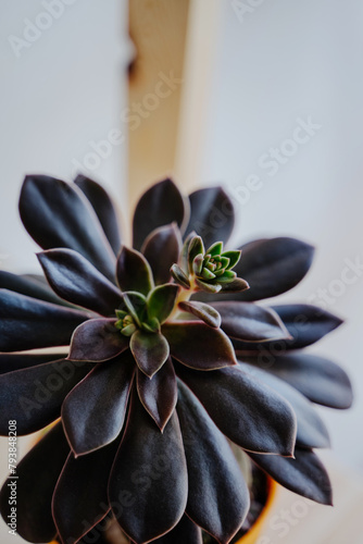 Succulent Flower Cactus purple plants leaves echeveria natural color. Close up of a succulent. Vertical photo.