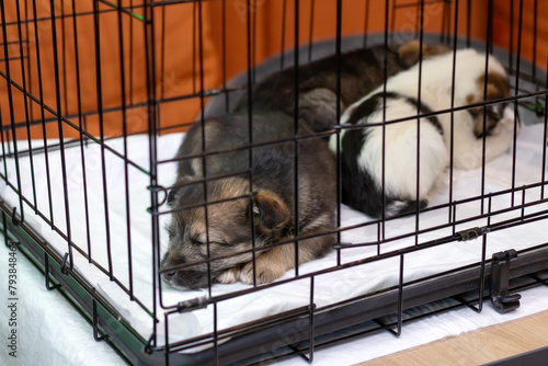 Two little puppies sleeping next to each other