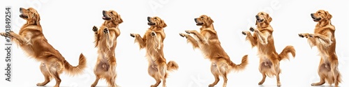 A golden retriever dog is depicted in various poses and expressions, happy with its mouth open, standing on its hind legs, jumping, and sitting on a white background.