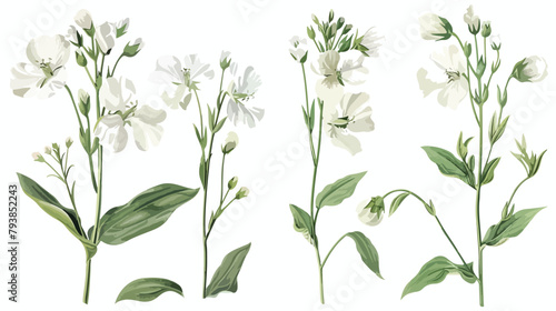 Beautiful botanical drawing of Silene vulgaris photo