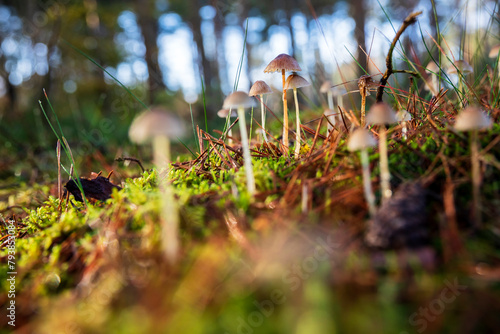 mushrooms in  forest