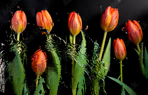 tulip flowers in water on black