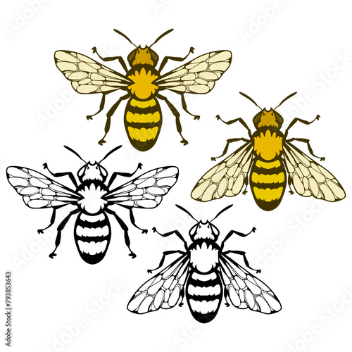 bee logo, honey bee on white background, hand drawn sketch of bee, vector artwork