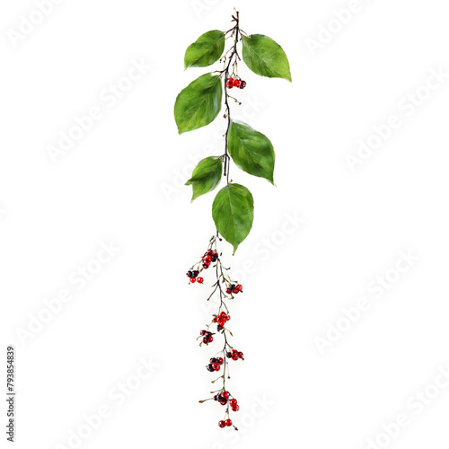 Chokecherry with red berries and green leaves in dramatic splash Food and culinary concept photo