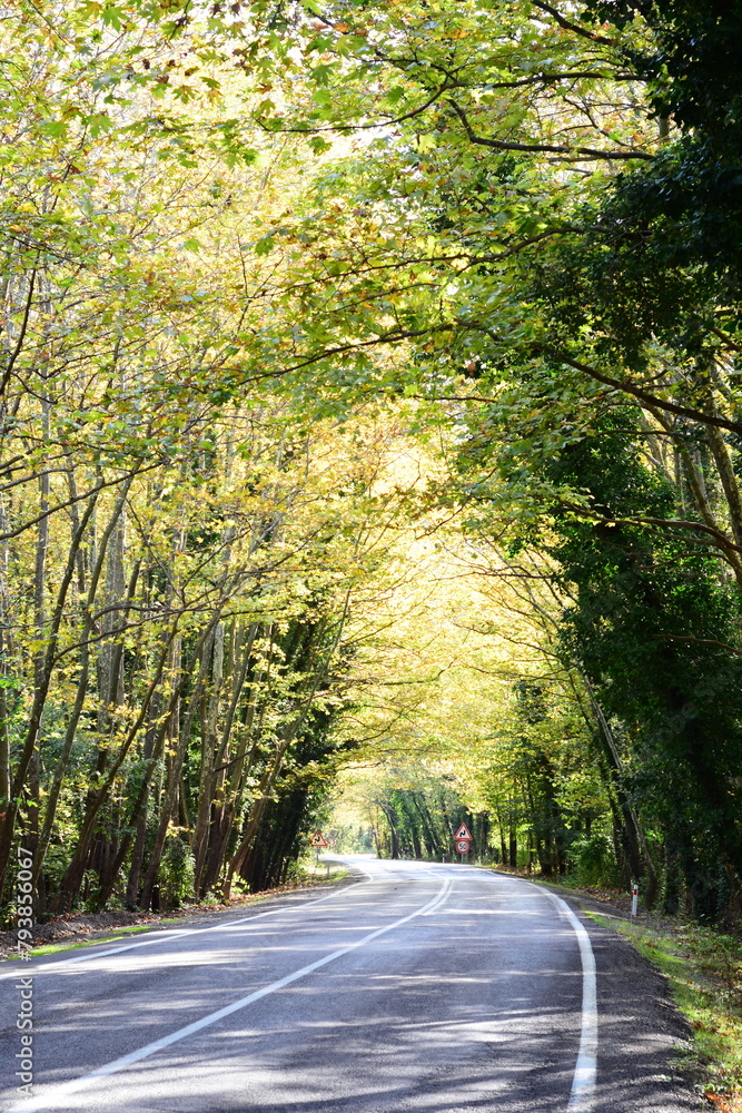 Fototapeta premium road in the forest
