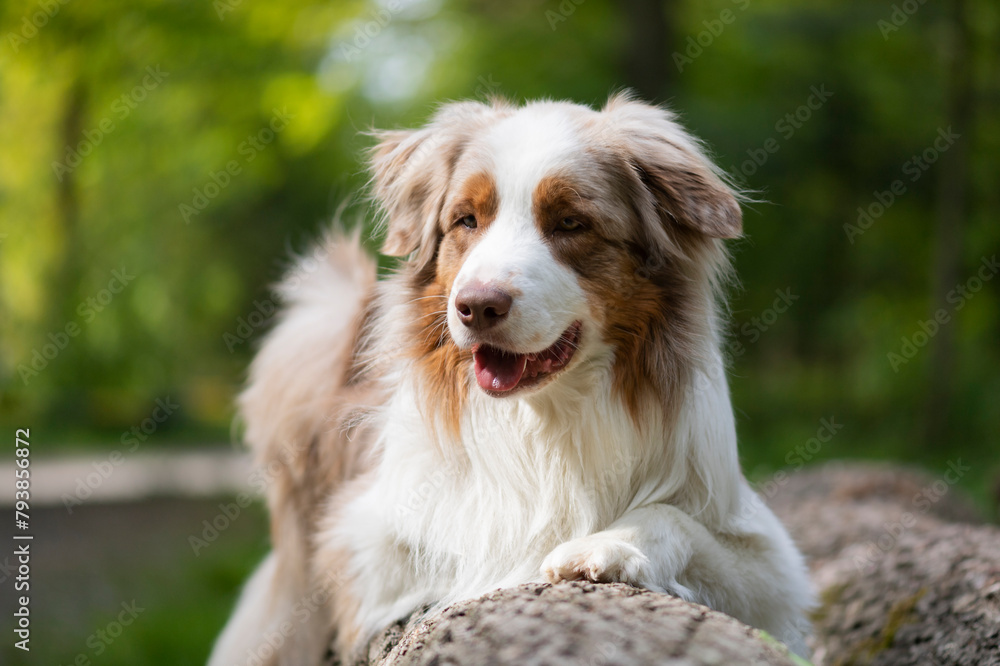 Porträt eines Australian Shepherd im Wald Porträt eines Australian Shepherd im Wald