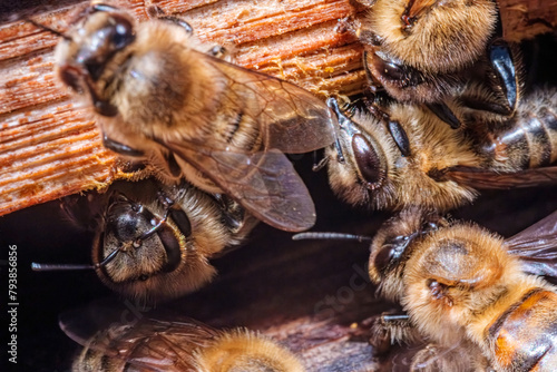 Close-up macro of many bees at the hive entrance. Industrious Honey Bees making honey in their wooden hive. Selective fous. photo