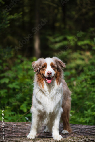 Porträt eines AUstralian Shepherd im Wald