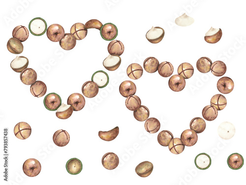 Heart-shaped frame made of ripe macadamia nuts on a white background. The macadamia tree. Nut close-up, raw healthy food. Watercolor illustration, clipart. Template for textiles, fabrics, packaging