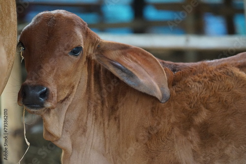 A little brown cow is staring in a farm photo