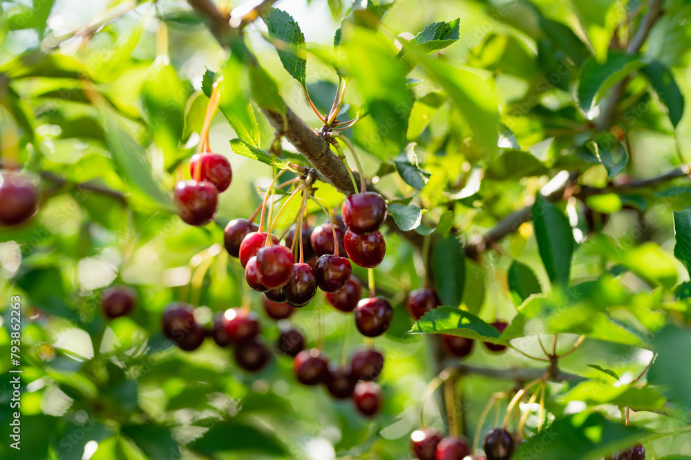 Ripening cherry fruits hanging on a cherry tree branch. Harvesting berries in cherry orchard on summer day. Ripening cherry fruits hanging on a cherry tree branch. Harvesting berries in cherry orchard on summer day.