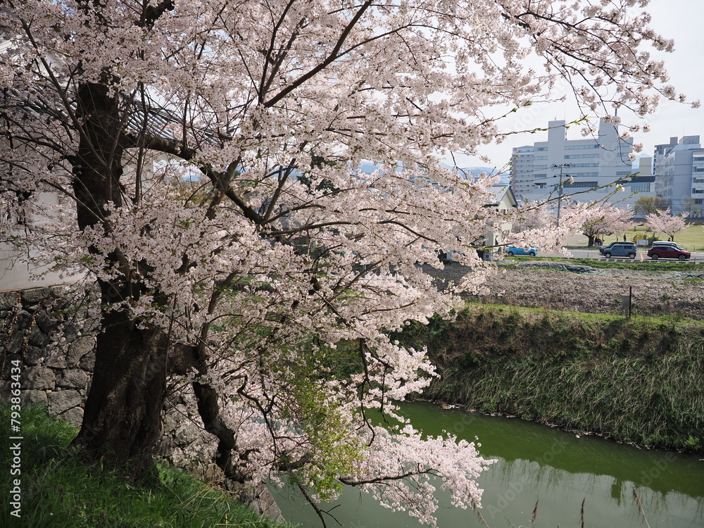 山形県 霞城公園の桜 山形県 霞城公園の桜