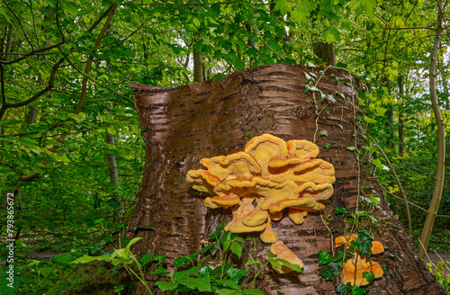 chicken of the woods fungus resp,Laetiporus sulphureus on tree trunk,lower Rhine region,Germany photo