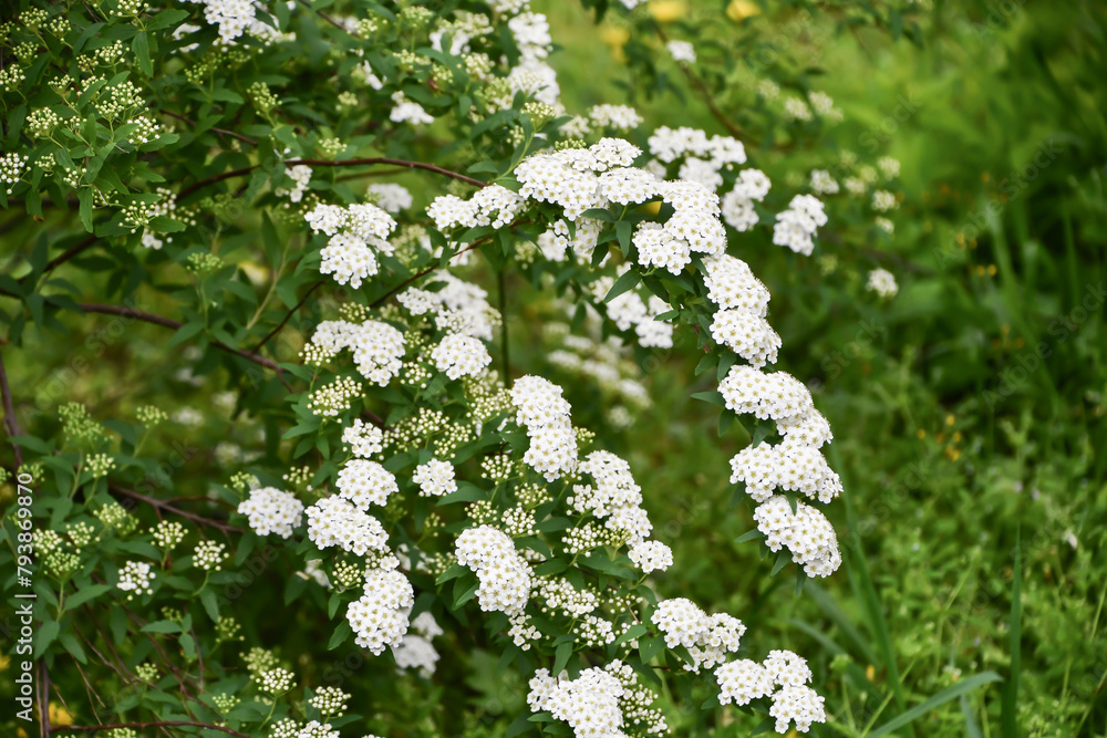 絵画 Reeves spirea 絵画 Reeves spirea 絵画 Reeves spirea 絵画 Reeves spirea Reeves