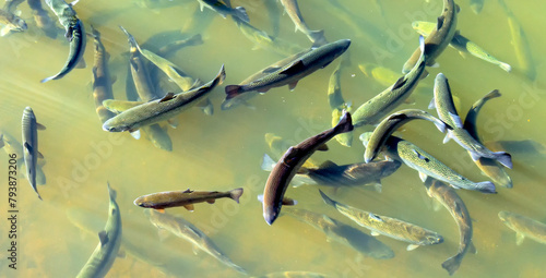 Trout in the water of a mountain lake.