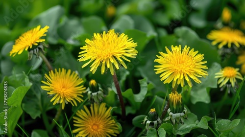 Whole plant of Taraxacum officinale commonly known as dandelion flower photo