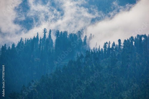 Deodar forest in myst, Himalaya
