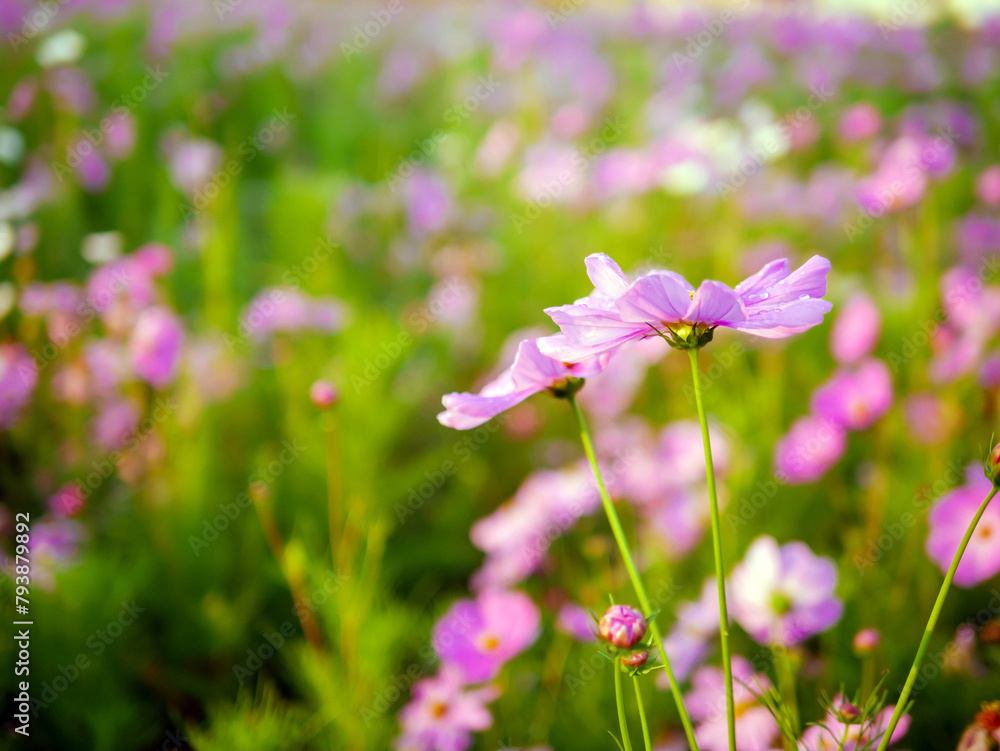 Beautiful purple cosmos flowers at cosmos field in moring sunlight. amazing of cosmos flower field landscape in sunset. nature flower  background.