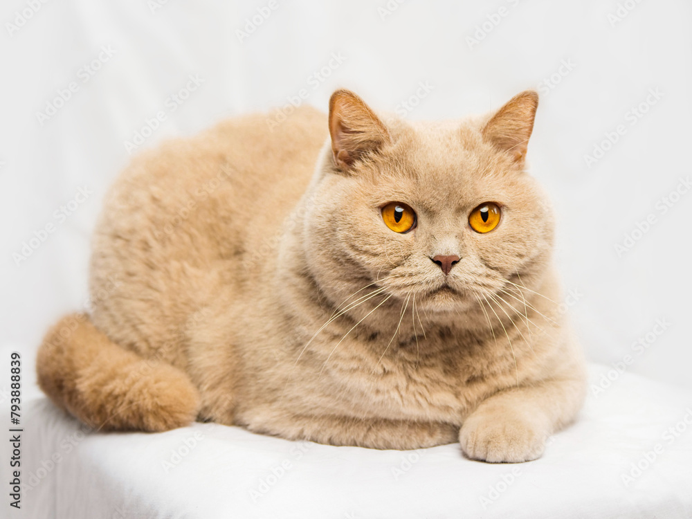 Tough looking British short hair cat on light background. Studio shot. Selective focus. Hard look in animal eyes. Tough looking British short hair cat on light background. Studio shot. Selective focus. Hard look in animal eyes.
