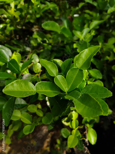 close up of a bunch of kaffir lime leaves on a tree branch