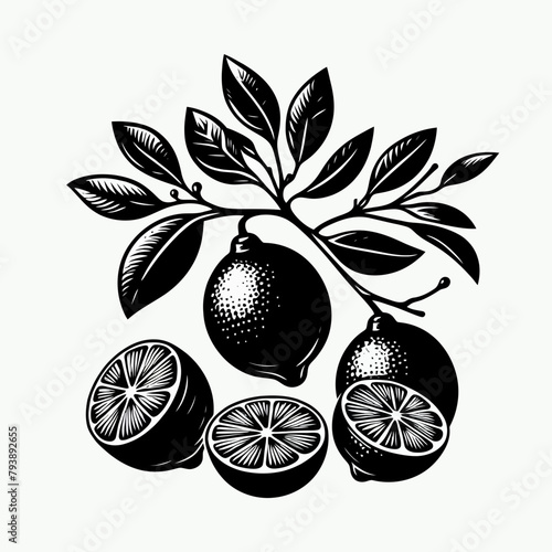 Limes fruit silhouette vector illustration White Background