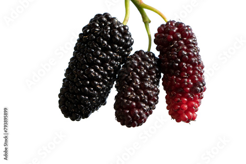 Ripe mulberry (Morus sp.) berries in april