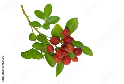 Ripe red fruits of the orange Jasmine (Murraya paniculata)