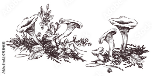 Forest chanterelle mushrooms with blueberry bushes, moss and autumn leaves. Graphic line art illustration hand drawn in black ink. Set of composition EPS vector.