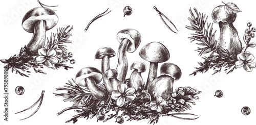 A set of forest mushrooms, boletus, chanterelles and blueberries, lingonberries, twigs, cones, leaves. Graphic illustration hand drawn in black ink. EPS vector.