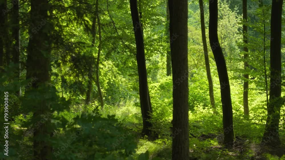 Panning shot of a sunny beech forest with the green foliage beautifully moving in the wind
Panning shot of a sunny beech forest with the green foliage beautifully moving in the wind