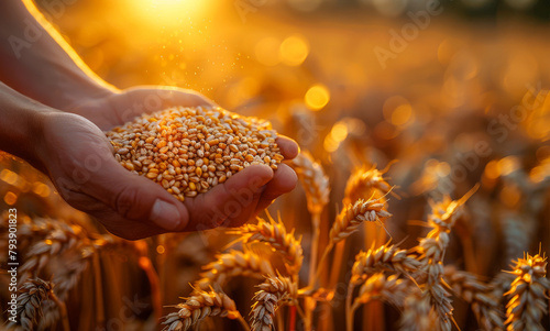 The hands of farmer close up with wheat grains in wheat field photo