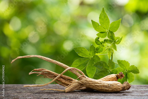 Ginseng or Panax ginseng and eleutherococcus trifoliatus branch green leaves on natural background. photo