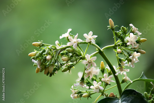Gymnema inodorum flowers on natural background.