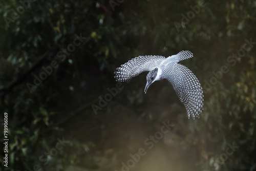 flying Crested Kingfisher, trying to dive into mountain stream