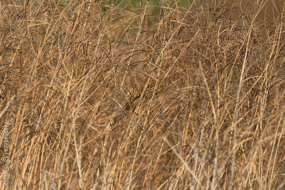the dry grass, the details of dry grass the dry grass, the details of dry grass