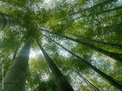  bamboo forest on a sunny day
