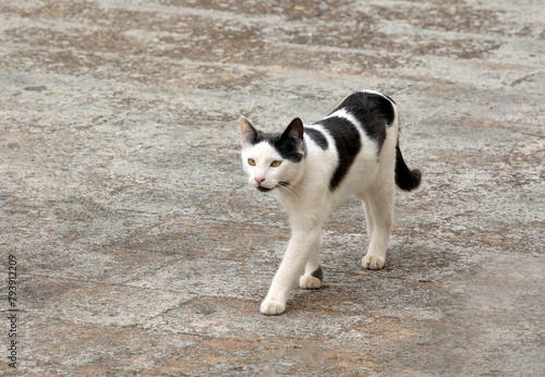beautiful black and white cat walking against gray background. selective focus © thanasis